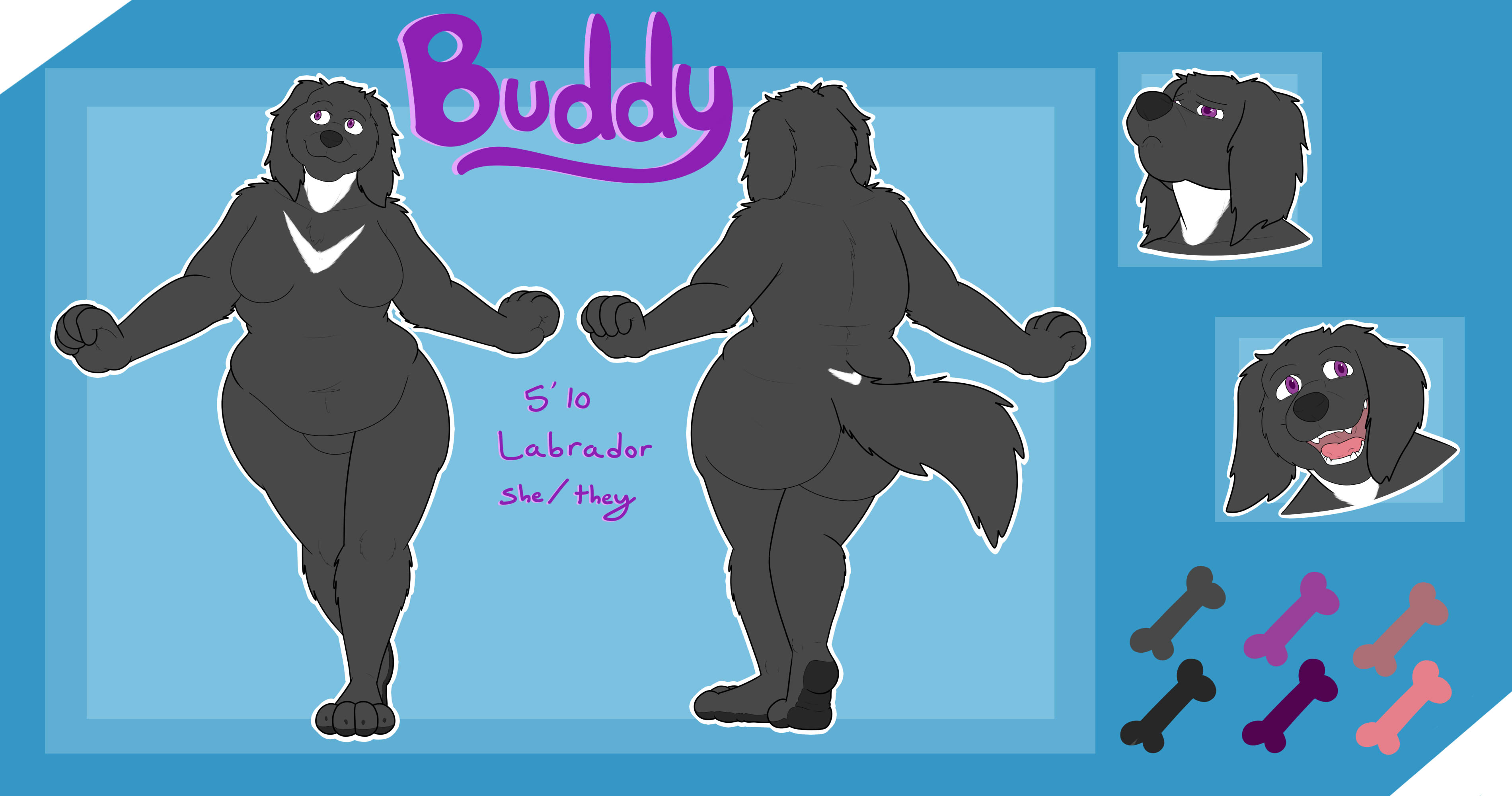 A chubby, pear-shaped female Labrador retriever poses to give a good view of her from the front and back. She is black all over except for a white throat, a white V-shaped patch across her chest, and a small, white V over the base of her tail.