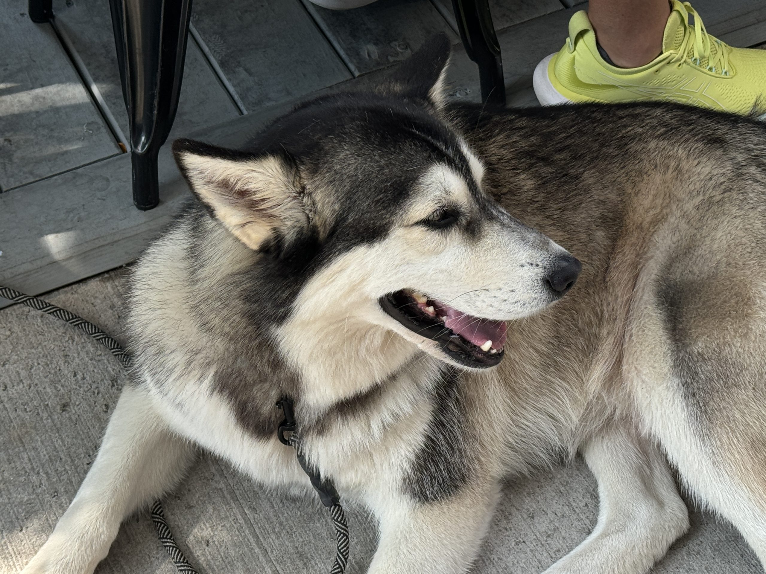 This is a beautiful husky mix.