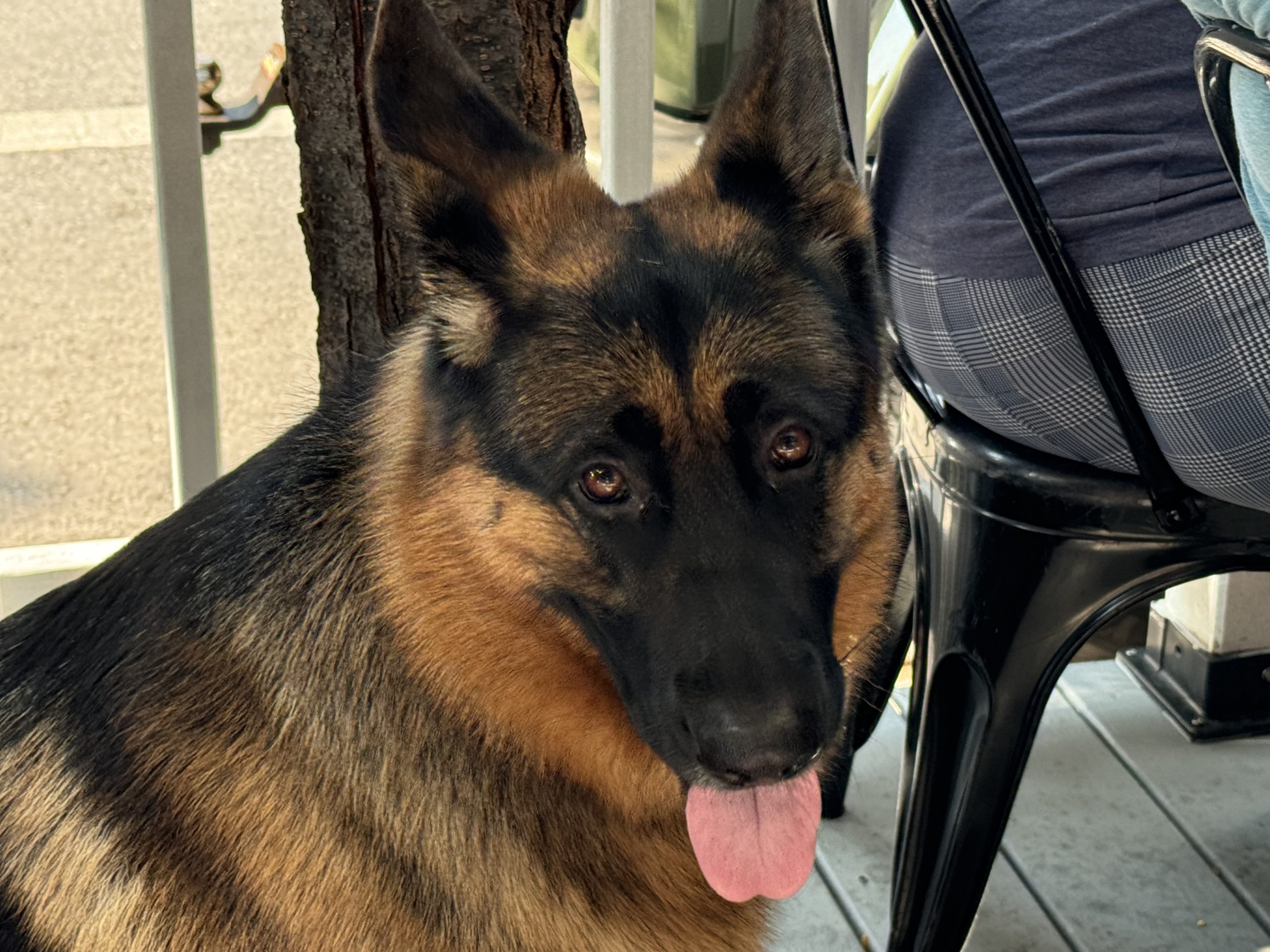 A German shepherd with its tongue lolling out.