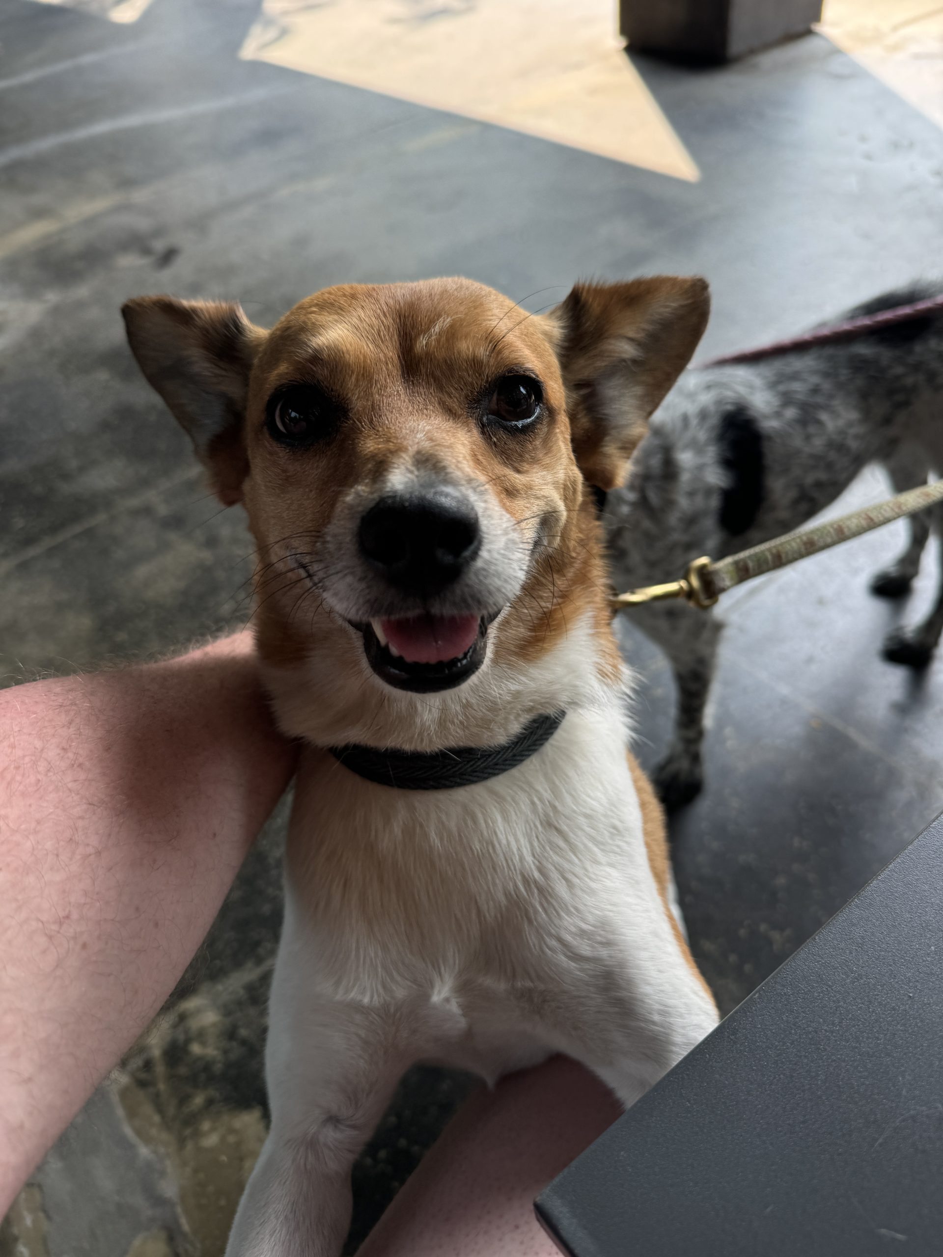 A very friendly Jack Russell terrier that immediately walked up to me and demanded pets.