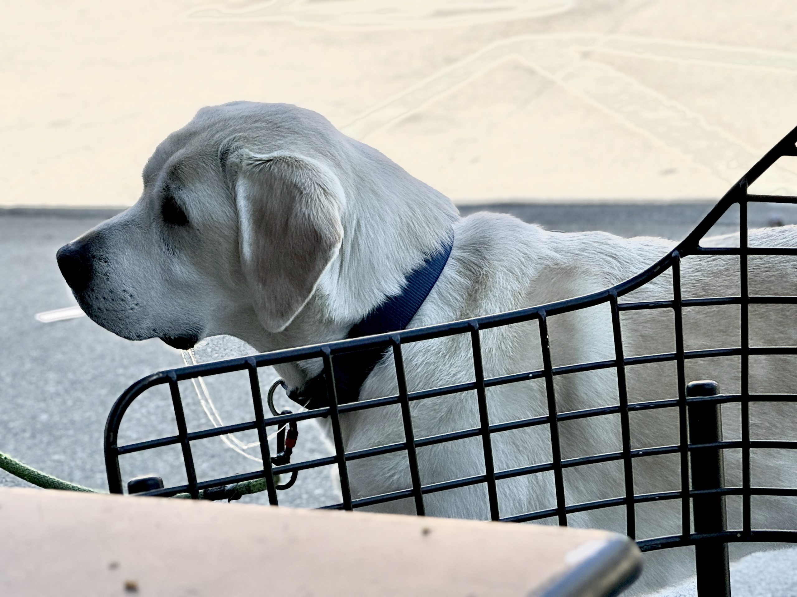 A beautiful yellow Labrador retriever stares at his owner eating breakfast. Two long strings of drool hang from his jowls.