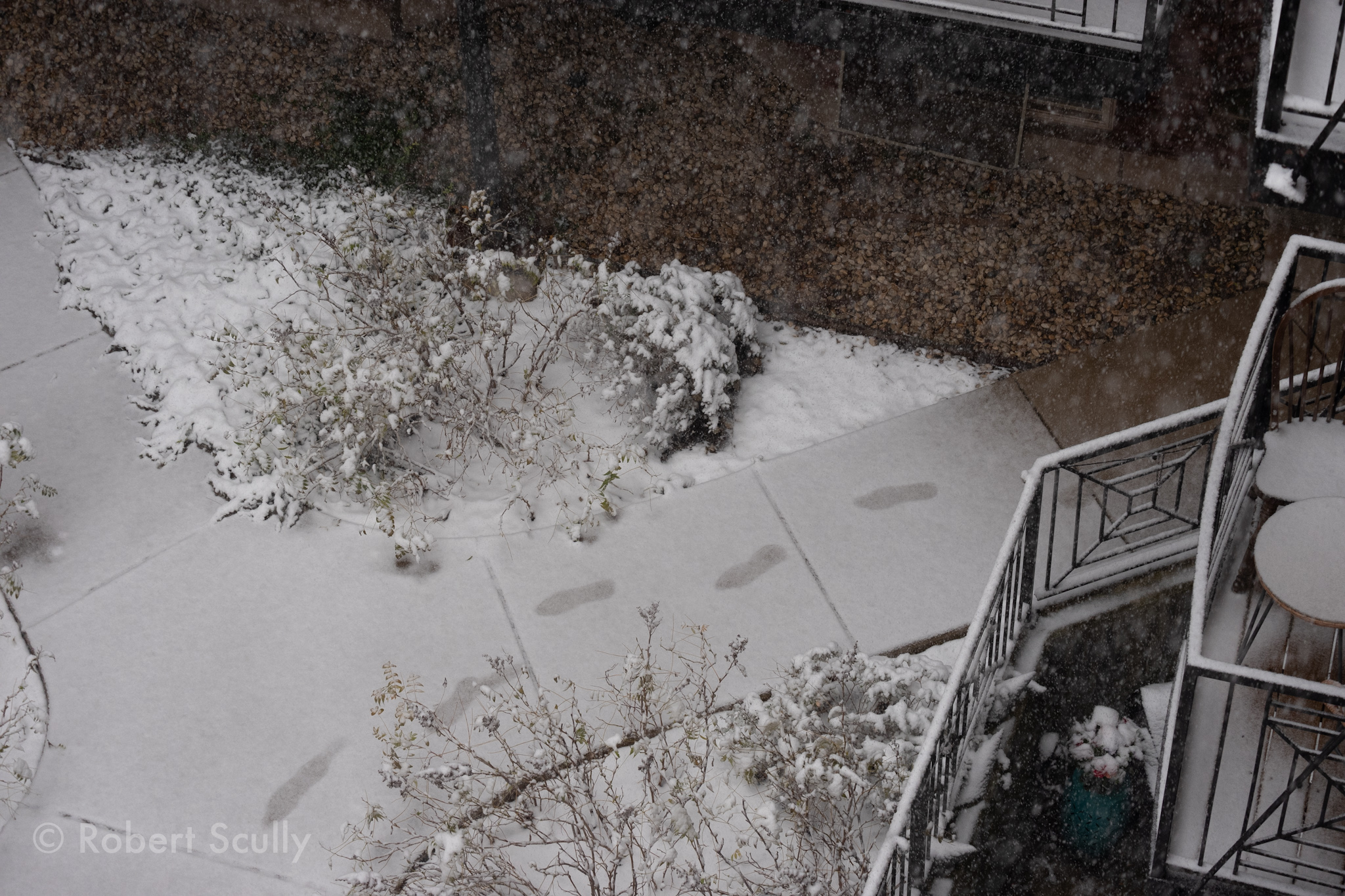 Straight down from my porch to the courtyard, the footpaths are almost pristine, except for a single set of tracks through the snow.