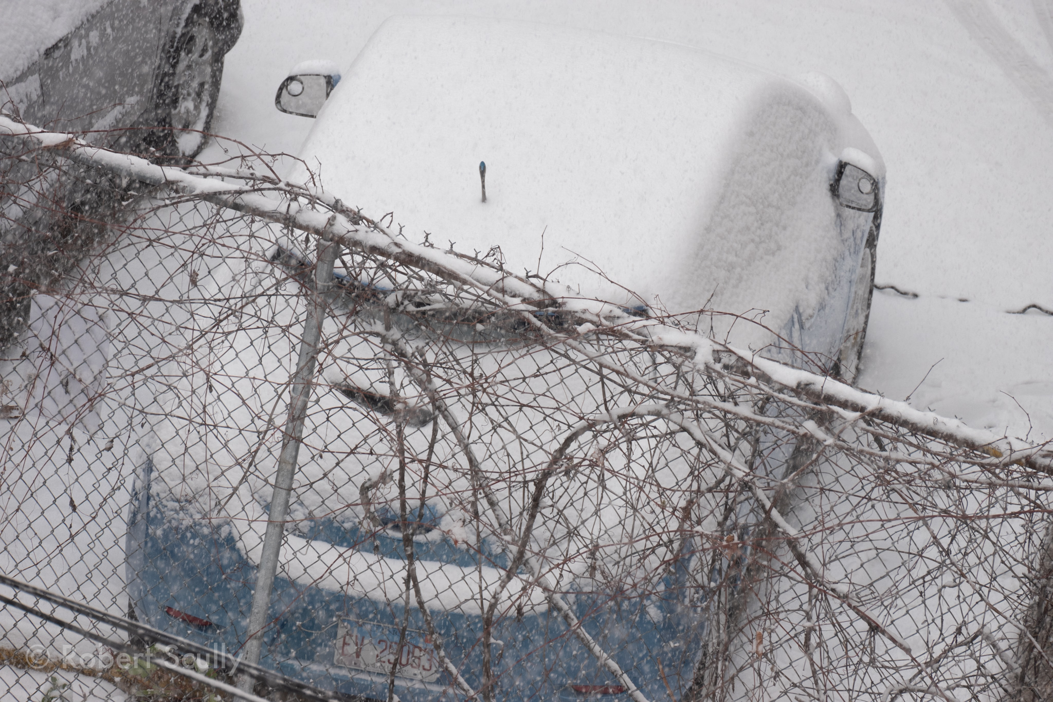 A view of a parked car through a chain-link fence overgrown with some kind of vine. The car’s radio antenna pokes defiantly through the two inches of snow piled on top of the car.